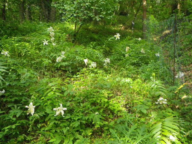 蓑毛自然観察の森